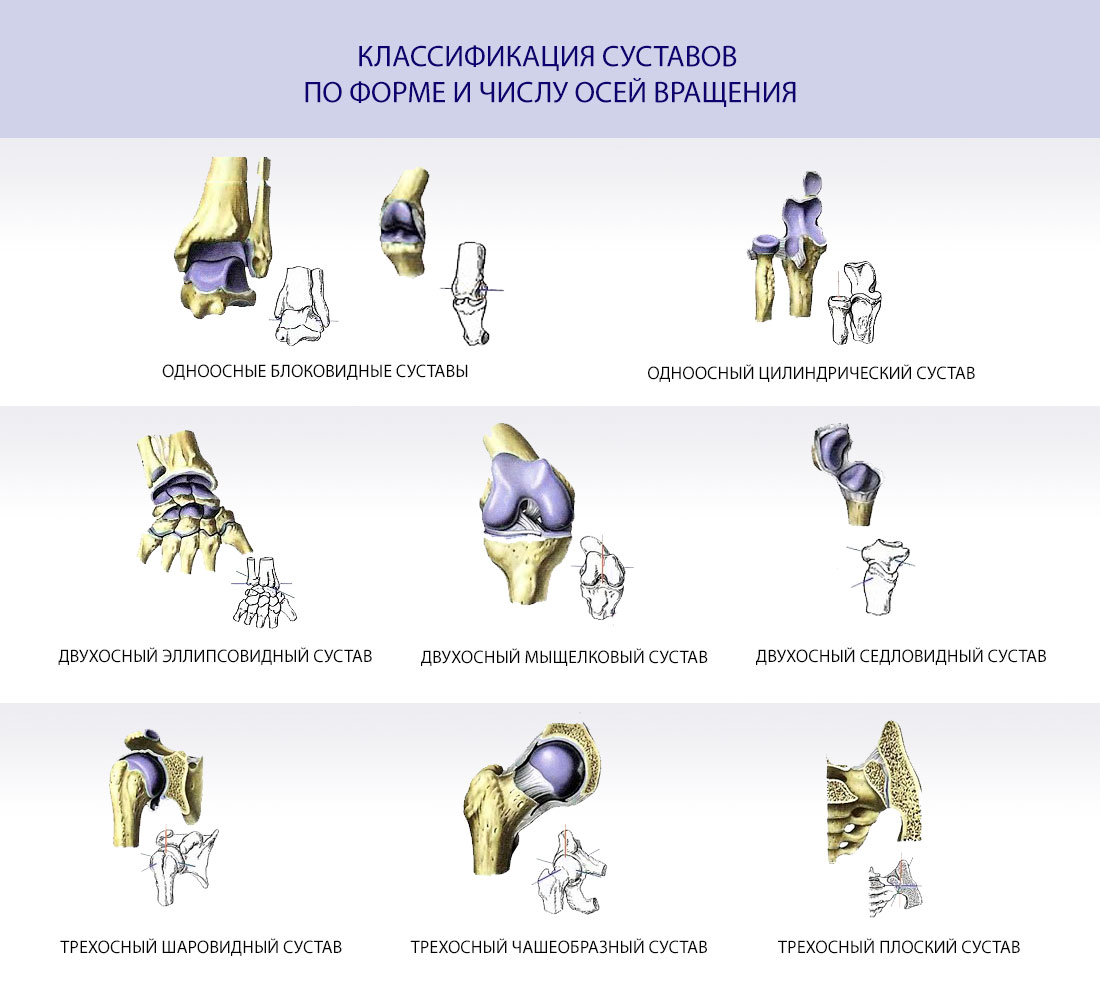 Виды истанных суставов Классификация суставов по форме и числу осей вращения