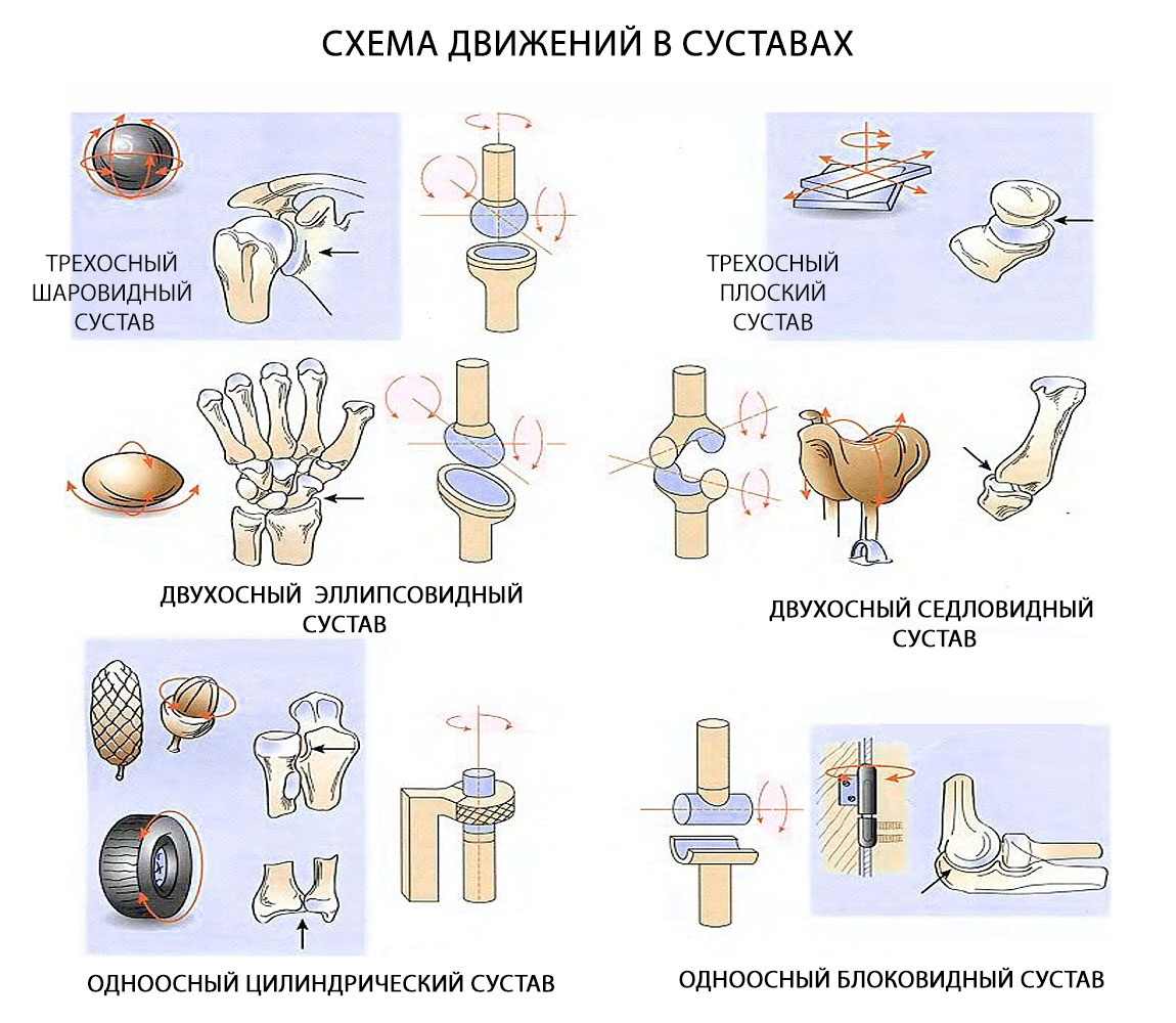 Классификация суставов. Объем движений схемы движений в суставах