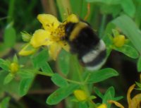 Народная медицина при остеохондрозе и болях в спине и пояснице