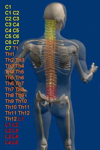 Схема позвоночника