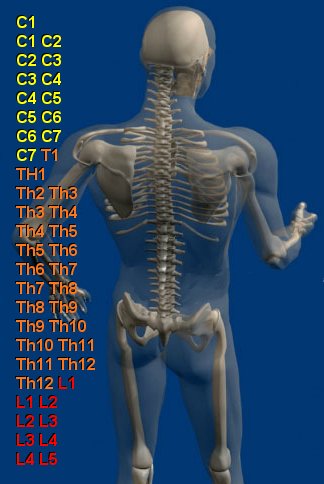 Схема расположения нервных отростков, отходящих от спинного мозга и их иннервация с другими органами