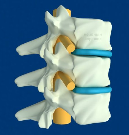 Строение позвоночника