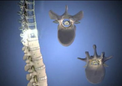 Строение позвоночника на видео